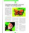 Preview image for Cacyreus marshalli Butler, nouveau ravageur du pélargonium
