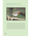 Preview image for Petirrojo europeo, Erithacus rubecula