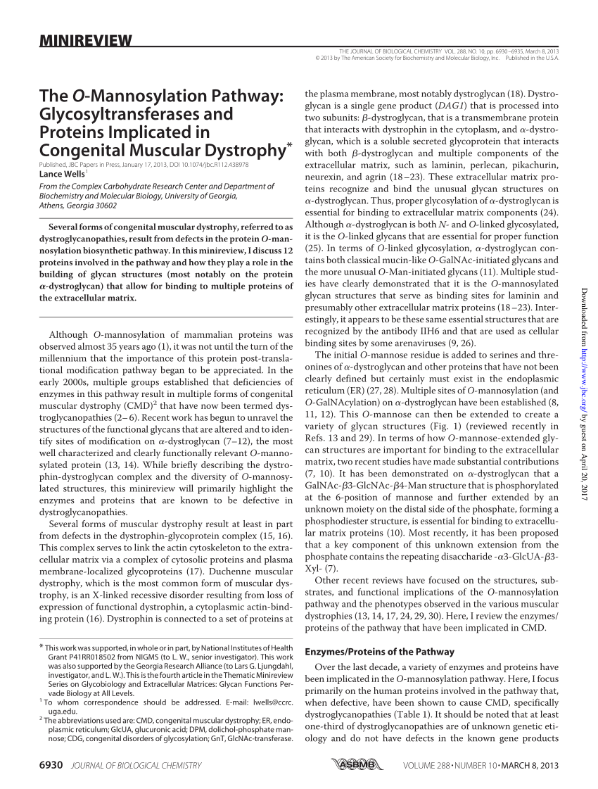 Pdf The O Mannosylation Pathway Glycosyltransferases And Proteins Implicated In Congenital Muscular Dystrophy