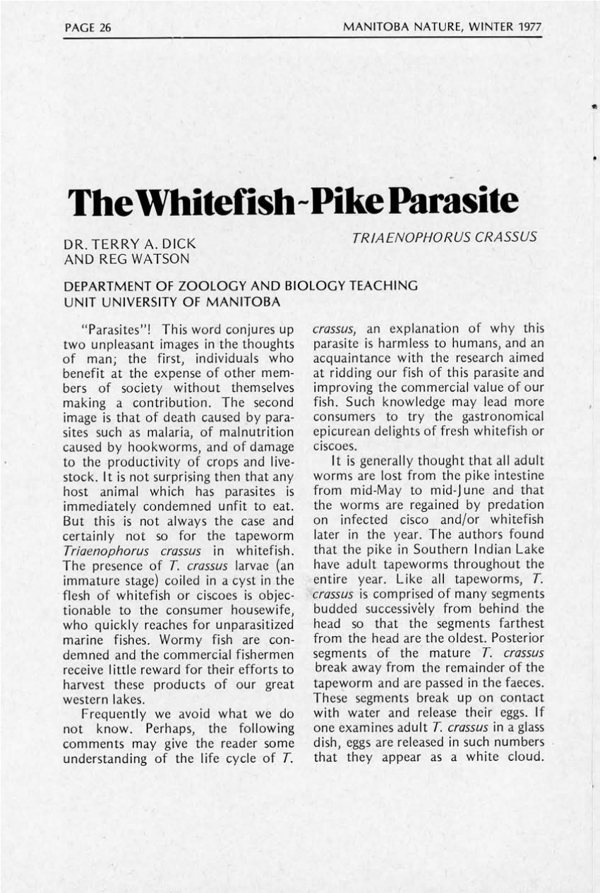 paraziták a whitefish en ha a férgek bejutottak a punciba