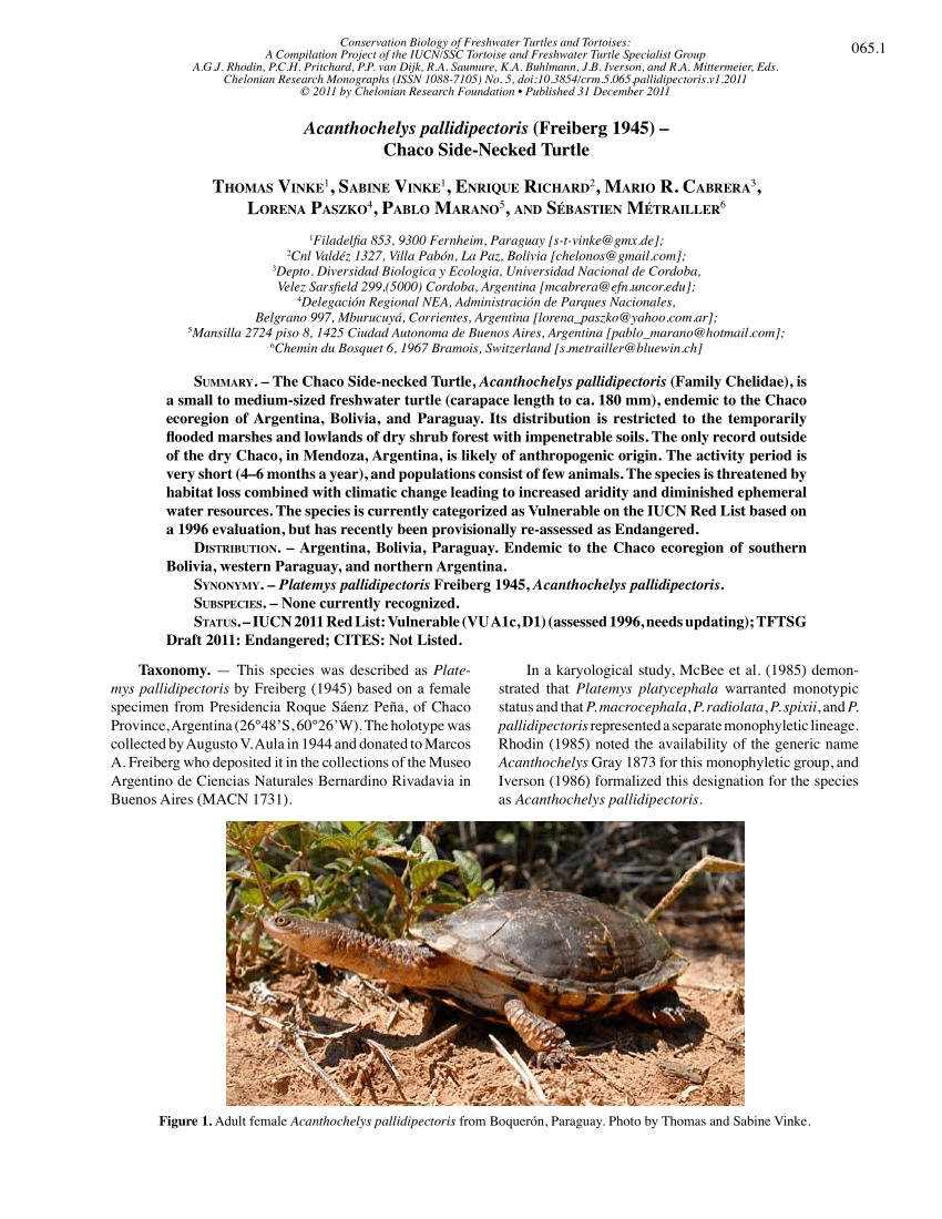 PDF Acanthochelys pallidipectoris Freiberg 1945 Chaco Side