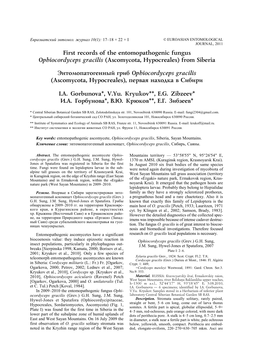 Pdf First Records Of The Entomopathogenic Fungus Ophiocordyceps Gracilis Ascomycota Hypocreales From Siberia