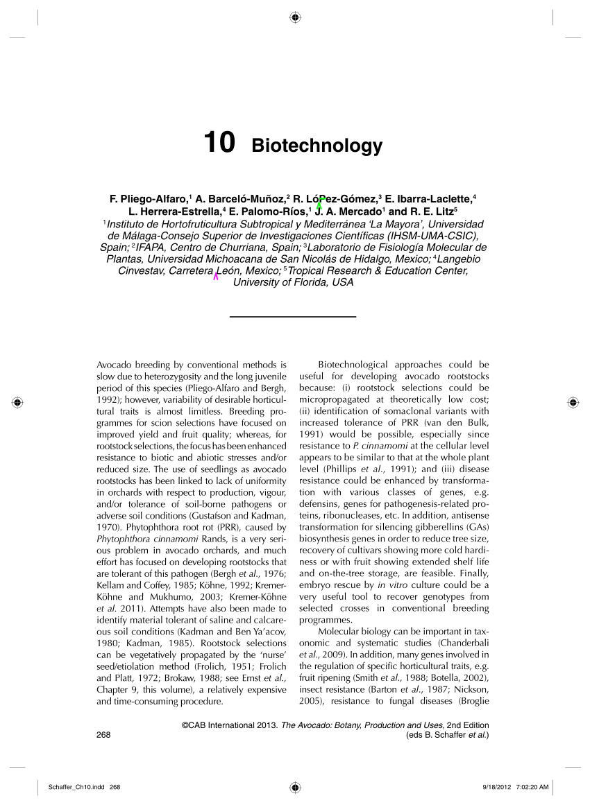 avocado research paper pdf