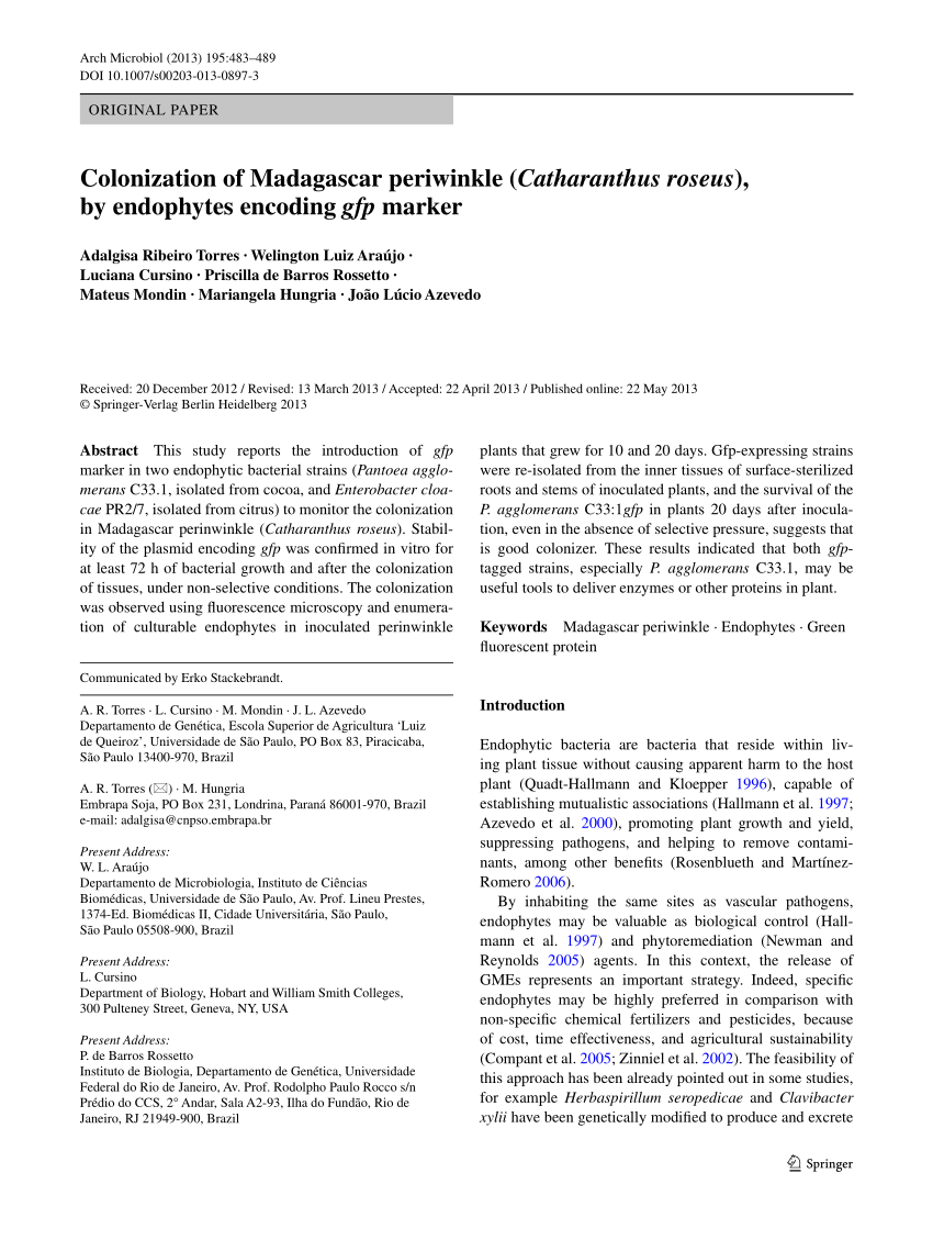 Download Pdf Colonization Of Madagascar Periwinkle Catharanthus Roseus By Endophytes Encoding Gfp Marker