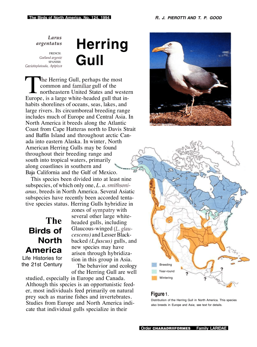 antik Pine Net PDF) Herring Gull