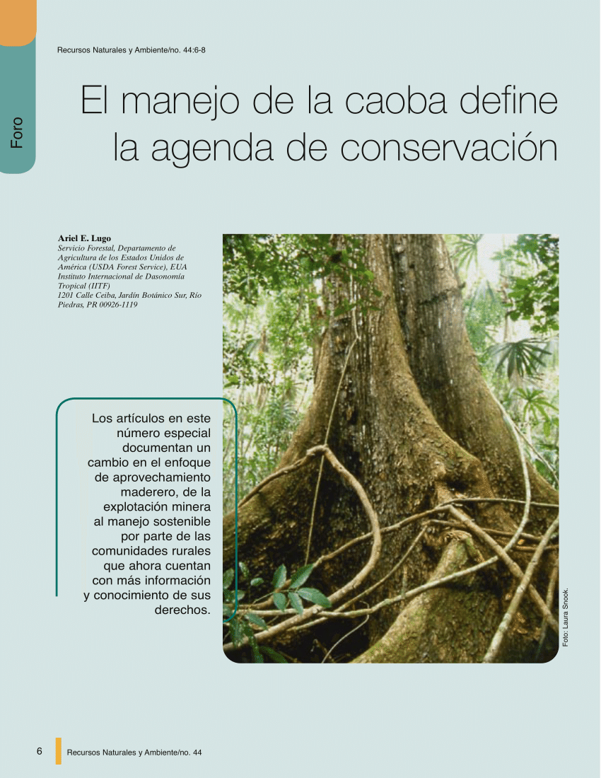 PROFEPA on X: 🌳🌍 La caoba es un árbol de gran importancia ecológica y  cultural en el territorio nacional. Descubre más sobre sus características  y distribución🔍 👇🏾  / X