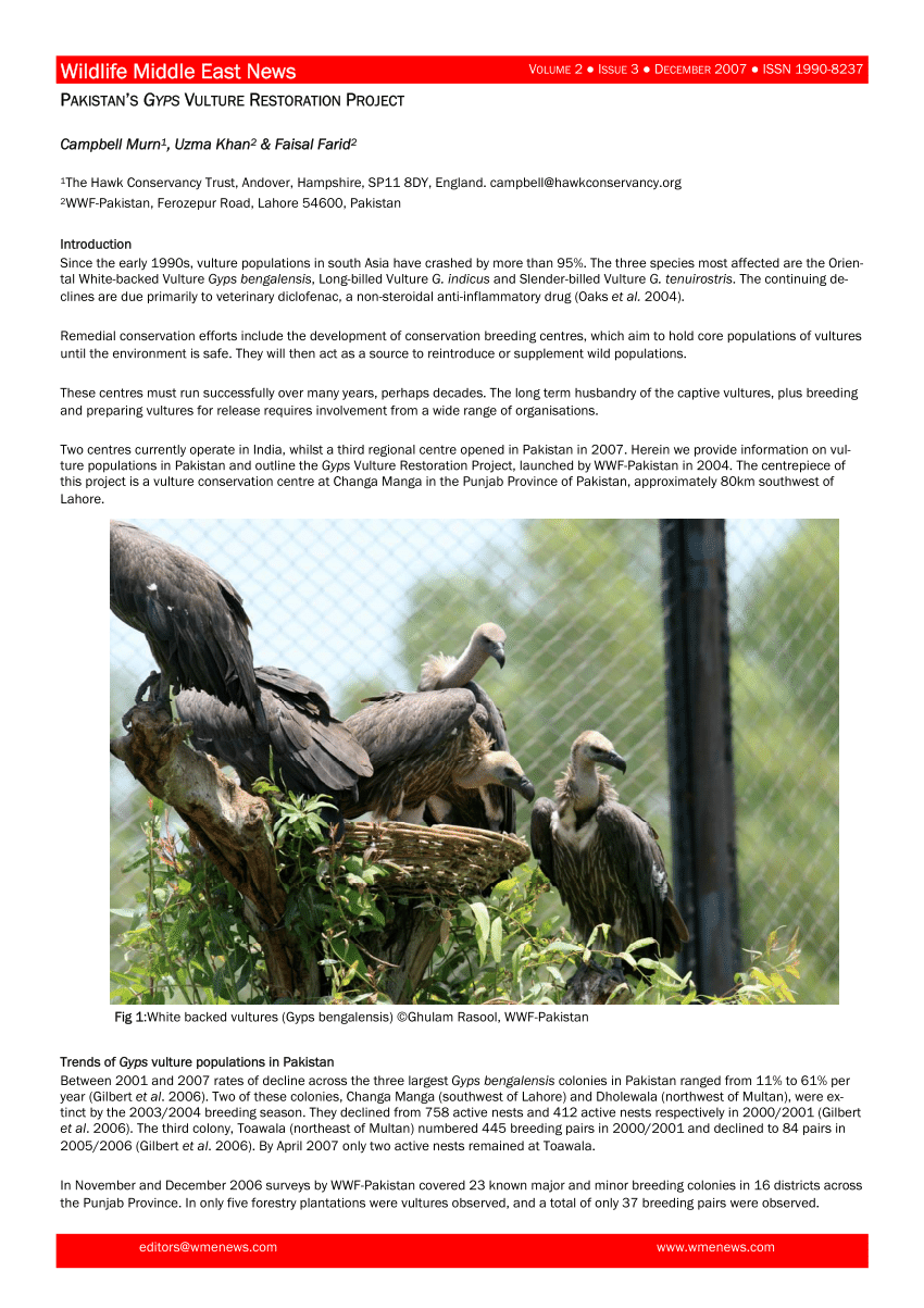 Pdf Pakistans Gyps Vulture Restoration Project 7328