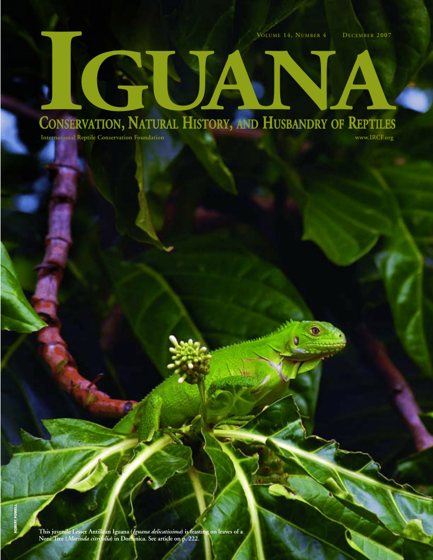 Iguana Slots