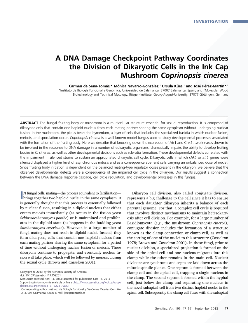 PDF) A DNA Damage Checkpoint Pathway Coordinates the Division of ...