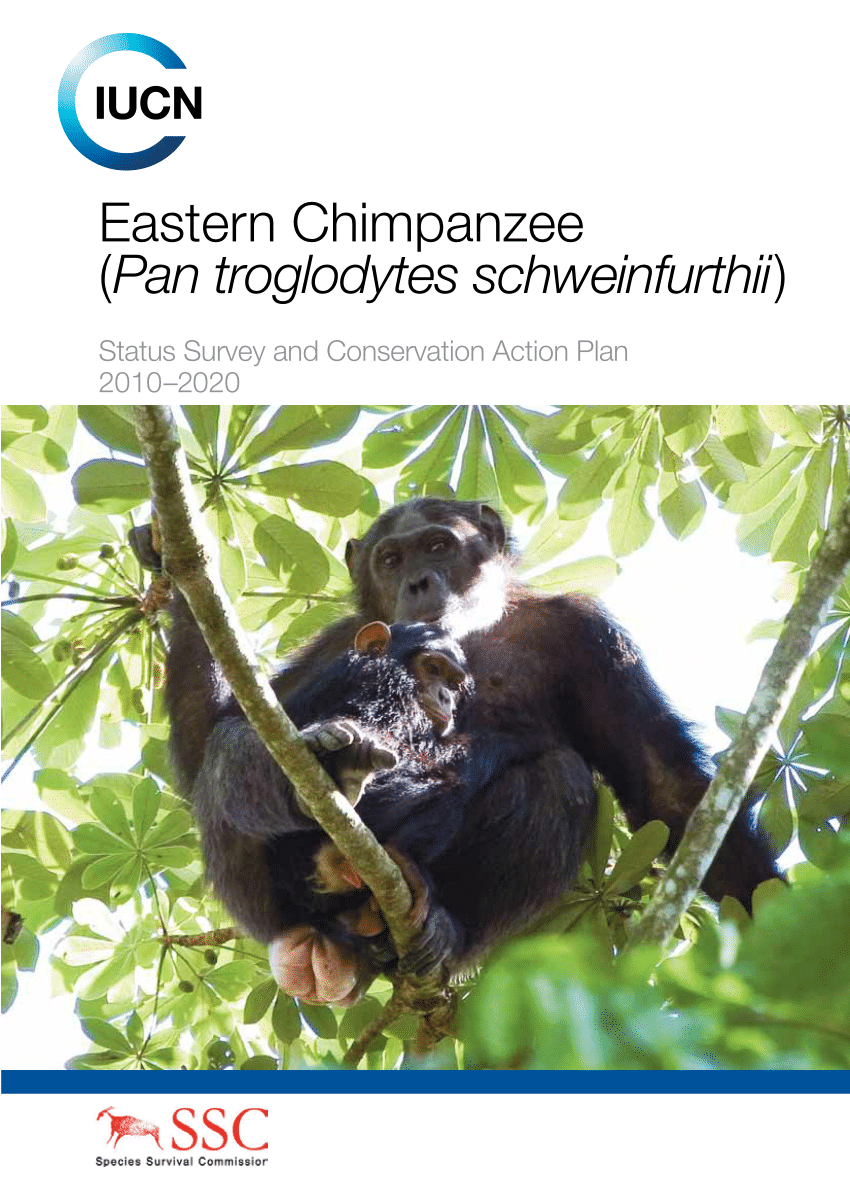 eastern chimpanzee pan troglodytes schweinfurthii