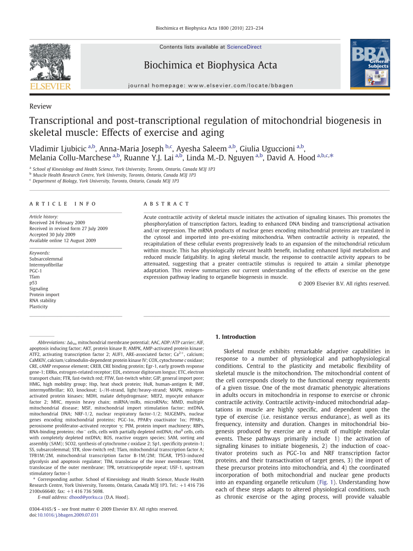 Exercise Induced Mitochondrial Biogenesis In Skeletal Muscle C