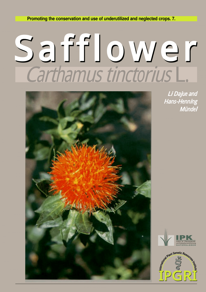 Safflower (Carthamus tinctorius) forage