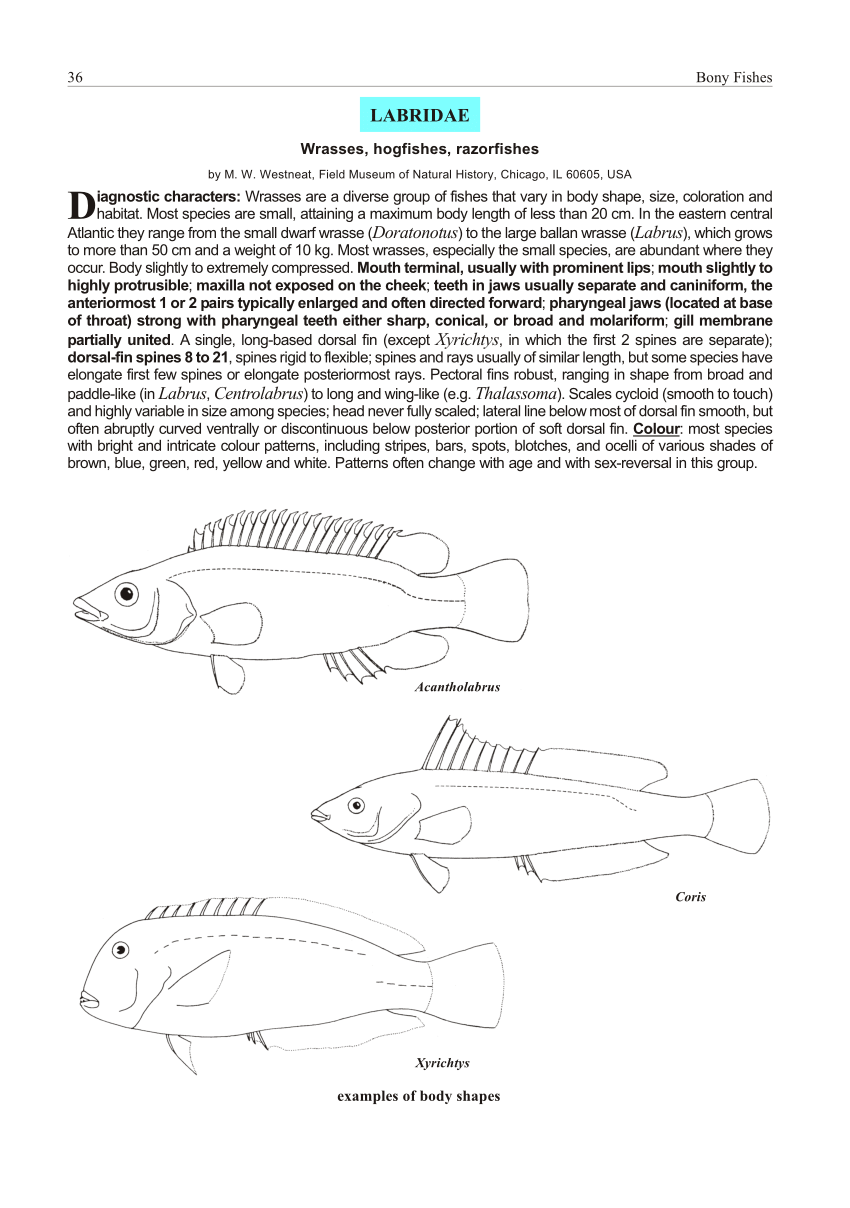 PDF) Wrasses: Family Labridae.