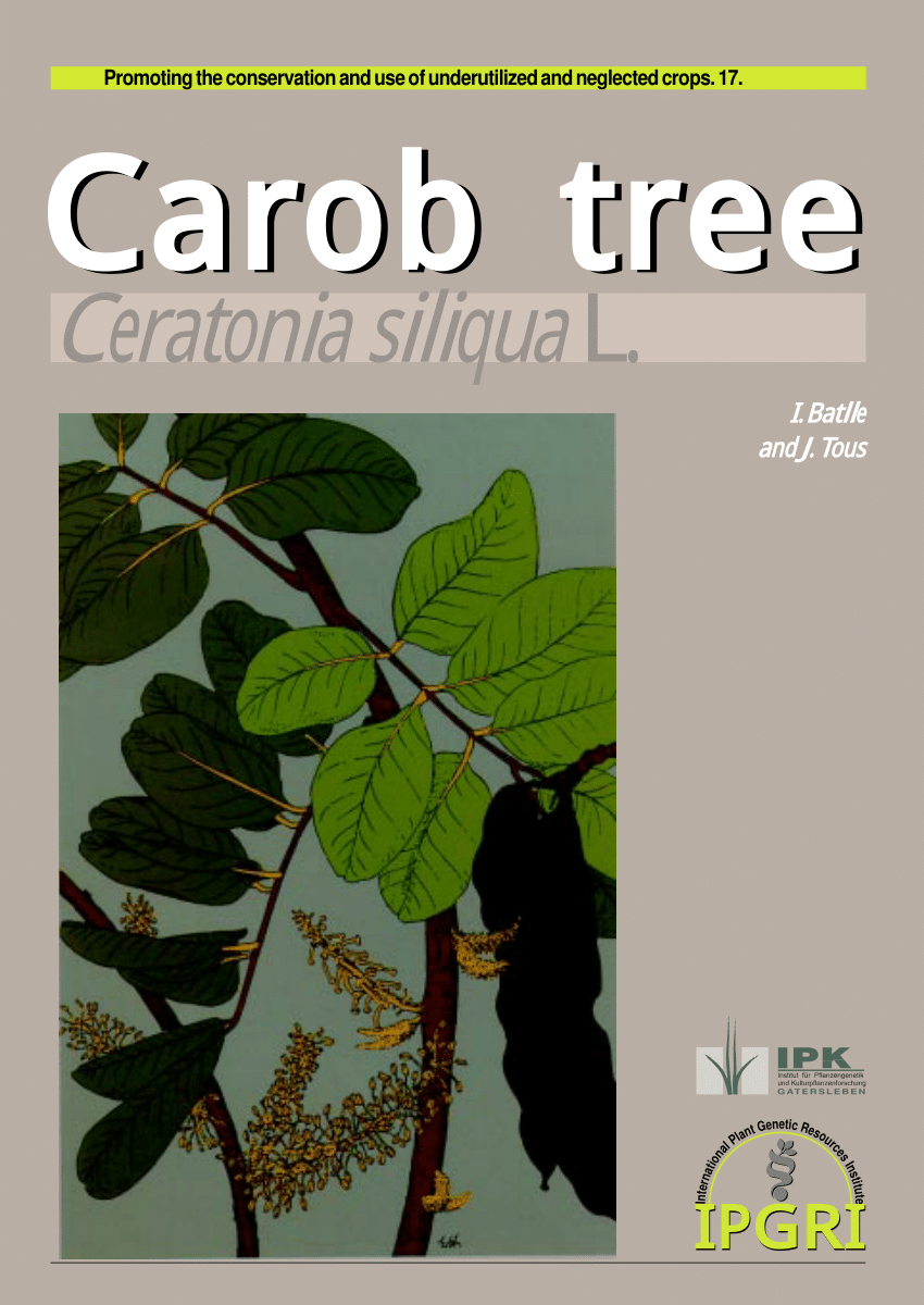 Carob Chocolate Tree seeds 20 Graines de Caroubier Ceratonia siliqua 