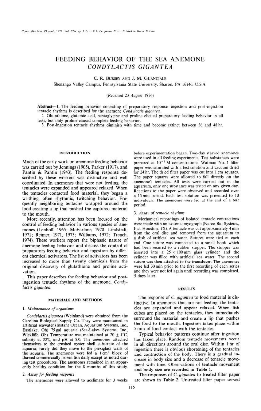 Pdf Feeding Behavior Of The Sea Anemone Condylactis Gigantea