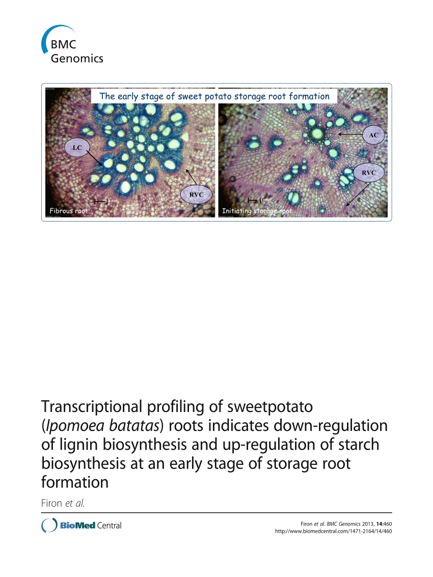 PDF) Transcriptional profiling of sweetpotato (Ipomoea batatas ...