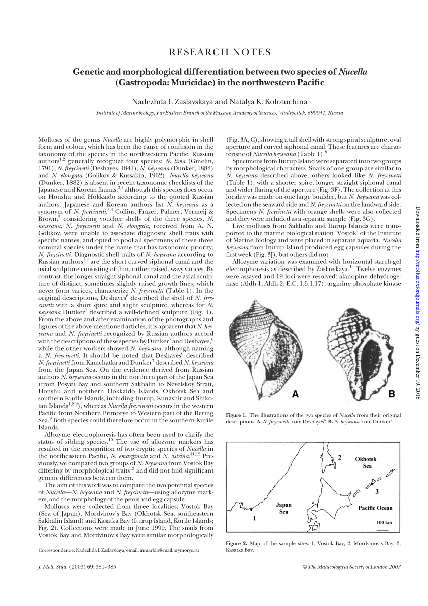 Pdf Genetic And Morphological Differentiation Between Two Species Of Nucella Gastropoda Muricidae In The Northwestern Pacific