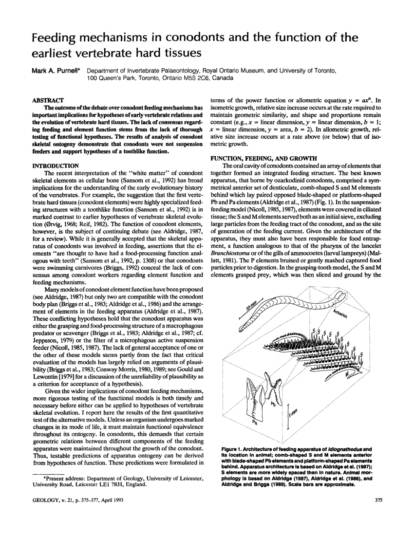 (PDF) Feeding mechanisms in conodonts and the function of the earliest