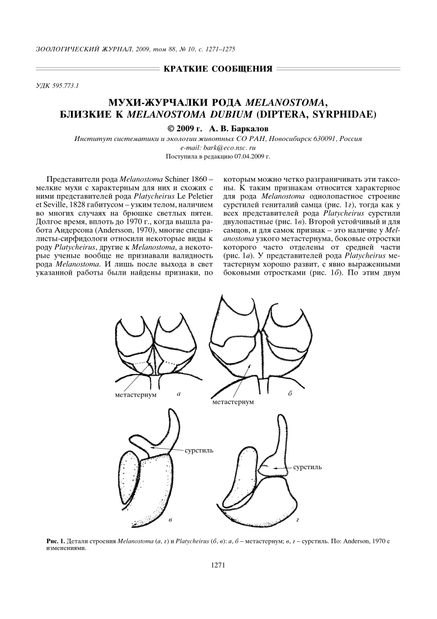 Pdf Hover Flies Of The Genus Melanostoma Closely Related To Melanostoma Dubium Diptera Syrphidae