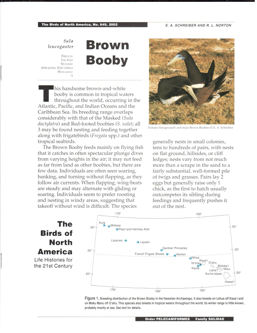 File:Brown Booby (Sula leucogaster) chick on Christmas Island 2