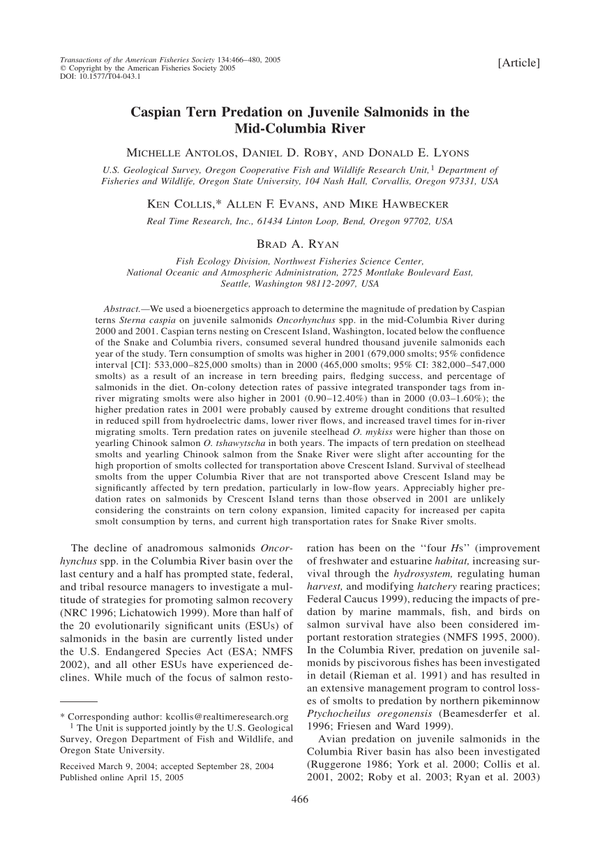 PDF) Caspian Tern Predation on Juvenile Salmonids in the Mid