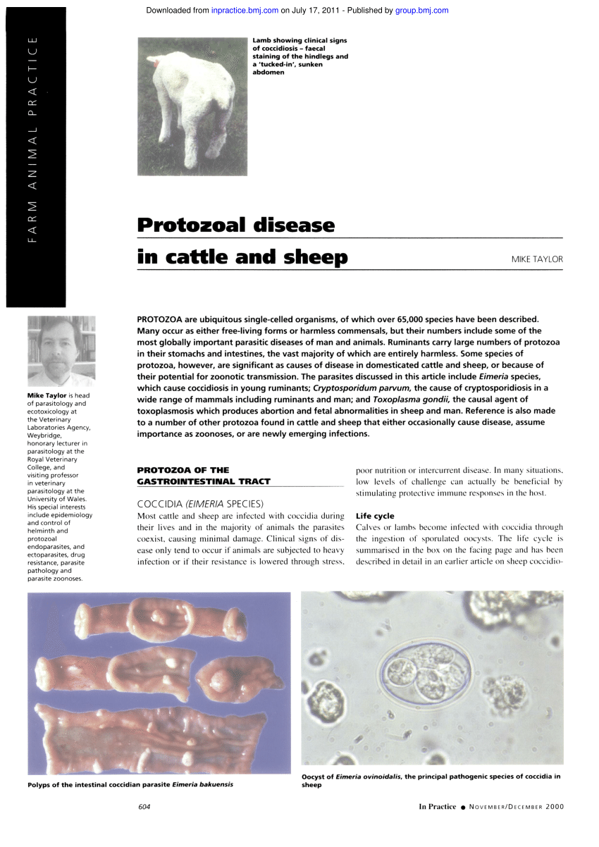 PDF) Protozoal disease in cattle and sheep