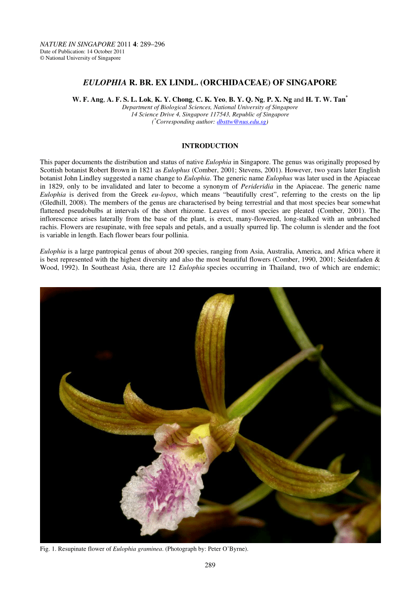 Pdf Eulophia R Br Ex Lindl Orchidaceae Of Singapore