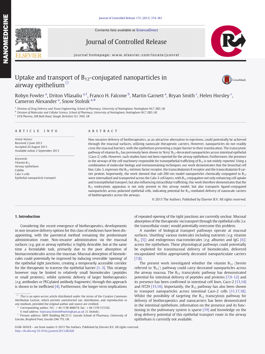 Pdf Uptake And Transport Of B12 Conjugated Nanoparticles In Airway Epithelium