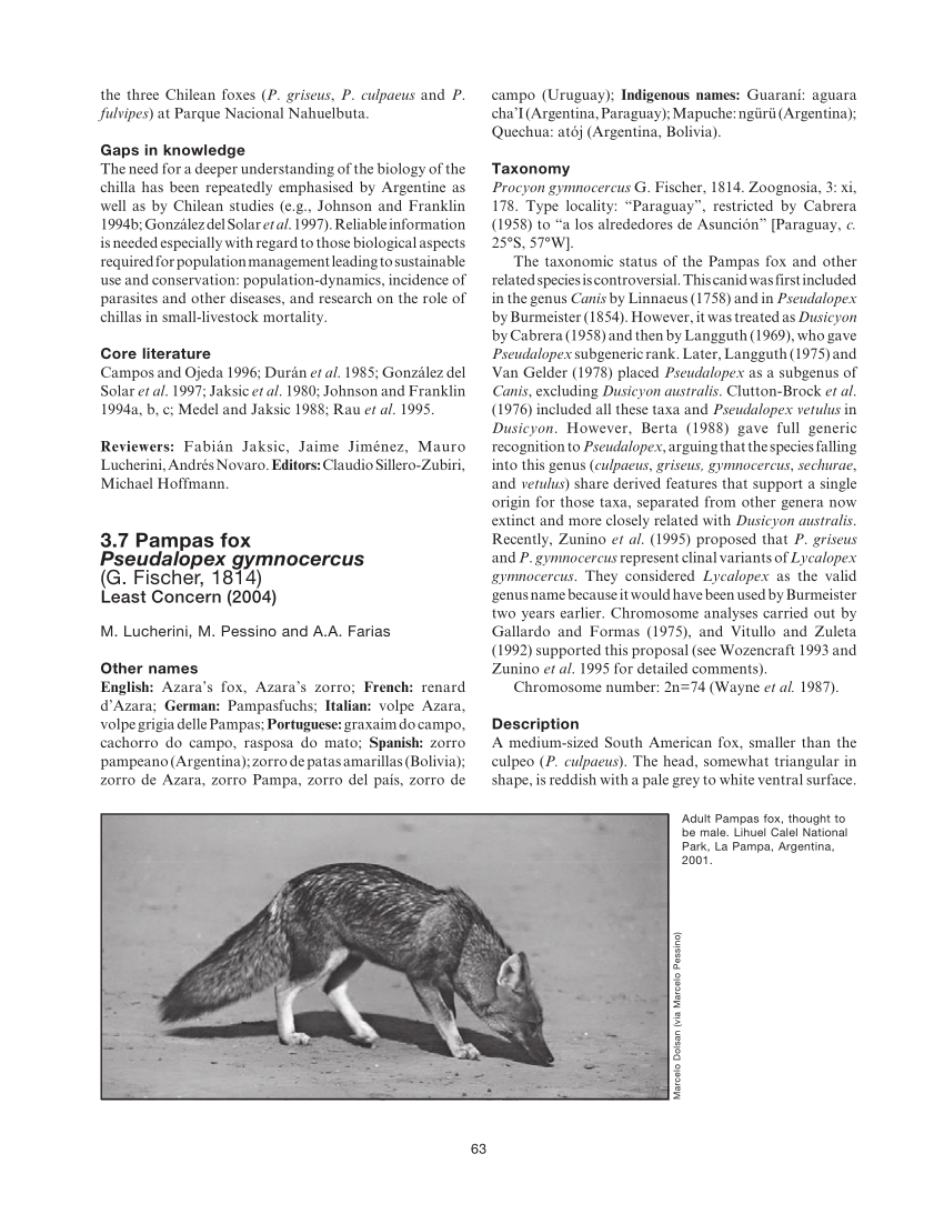 Pdf Pampas Fox Pseudalopex Gymnocercus