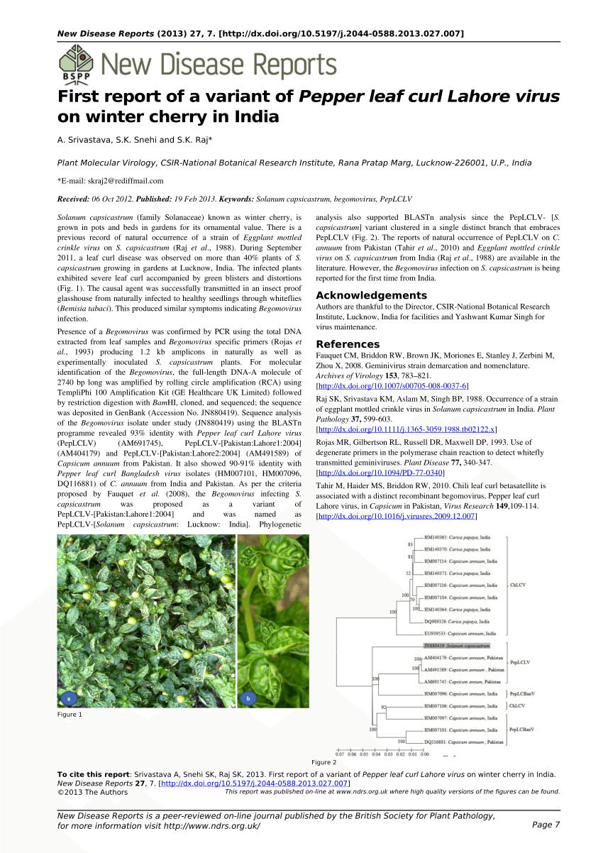 Winter Cherry Plant Information