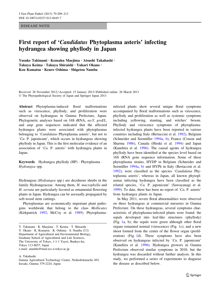 Pdf First Report Of ‘candidatus Phytoplasma Asteris Infecting