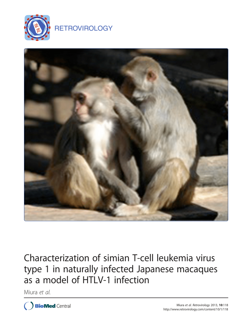 (PDF) Characterization of simian T-cell leukemia virus type 1 in