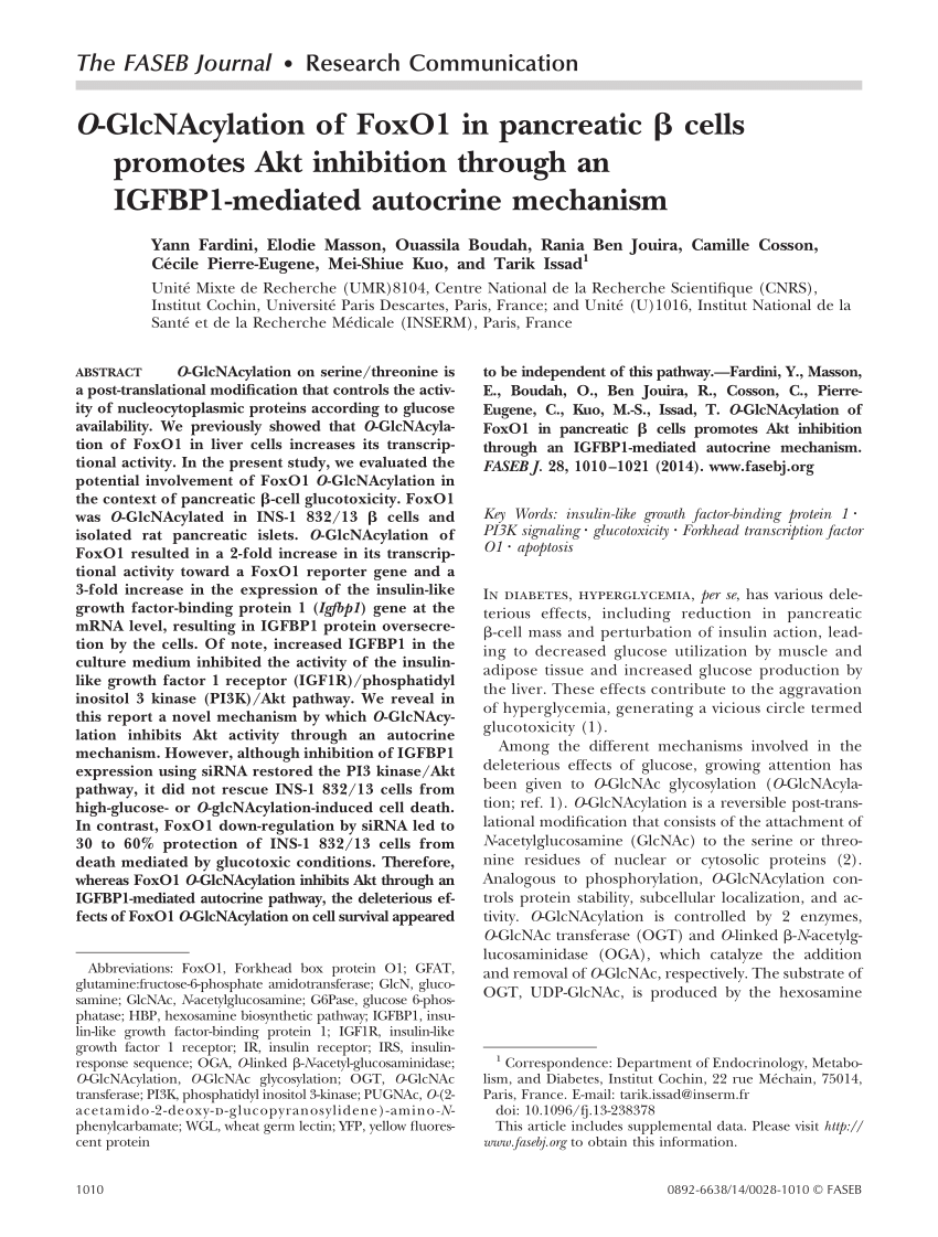 Pdf O Glcnacylation Of Foxo1 In Pancreatic Cells Promotes Akt Inhibition Through An Igfbp1 Mediated Autocrine Mechanism