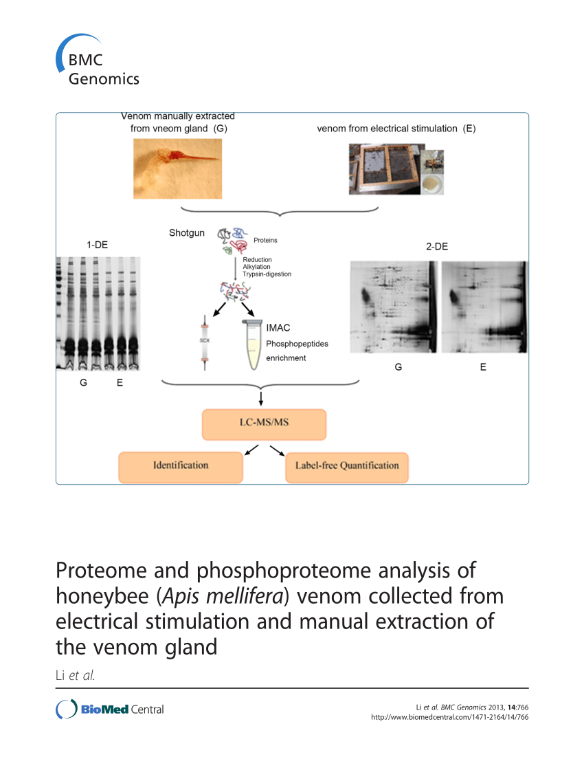 PDF) Proteome and phosphoproteome analysis of honeybee (Apis ...