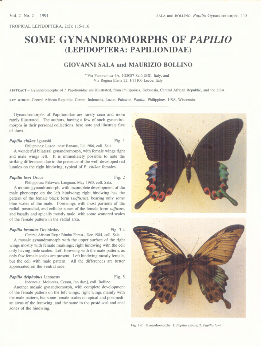 Papilio bromius male *Central Africa* 