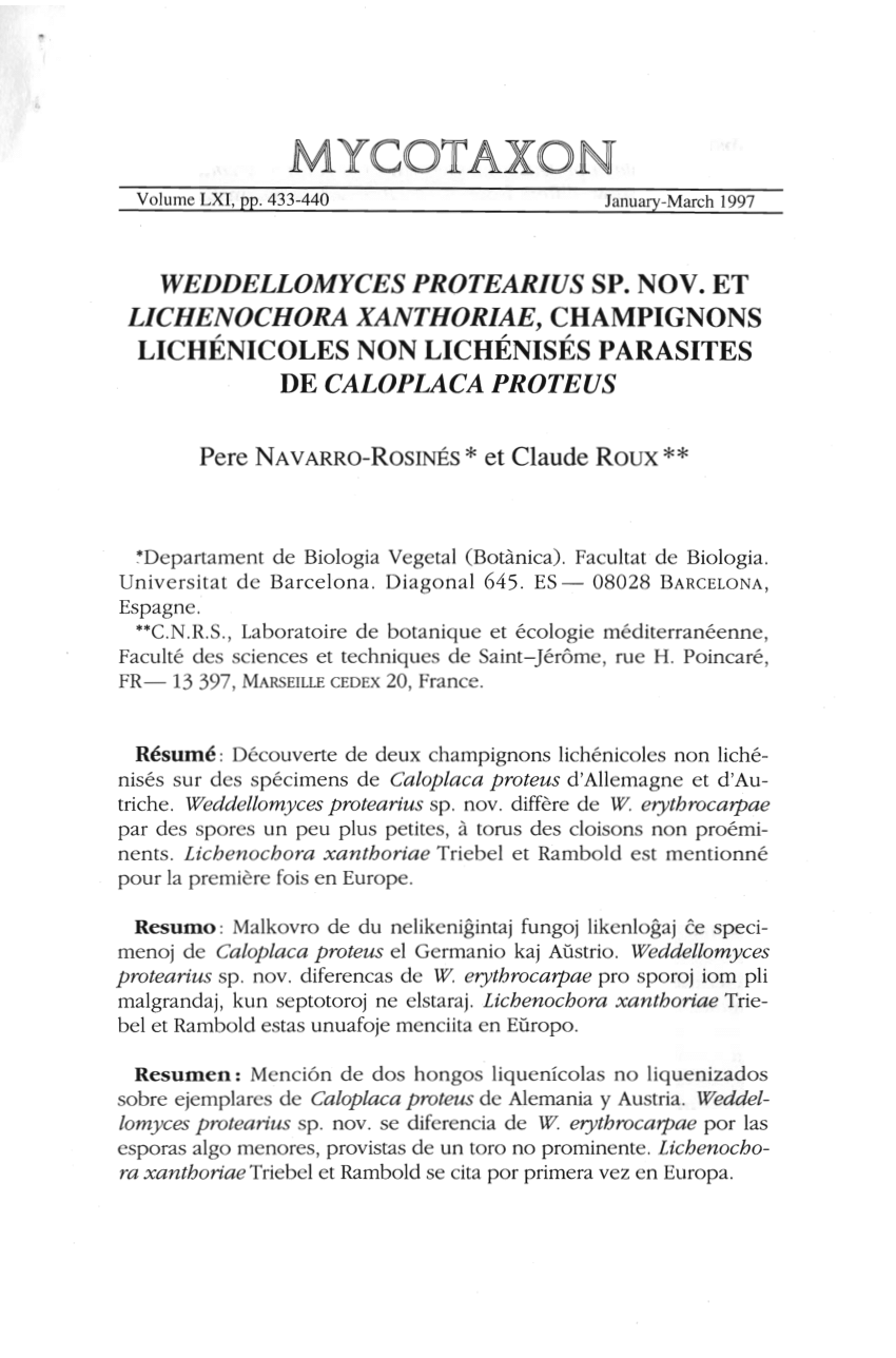 Pdf Weddellomyces Protearius Sp Nov Et Lichenochora Xanthoriae Champignons Lichenicoles Non Lichenises Parasites De Caloplaca Proteus