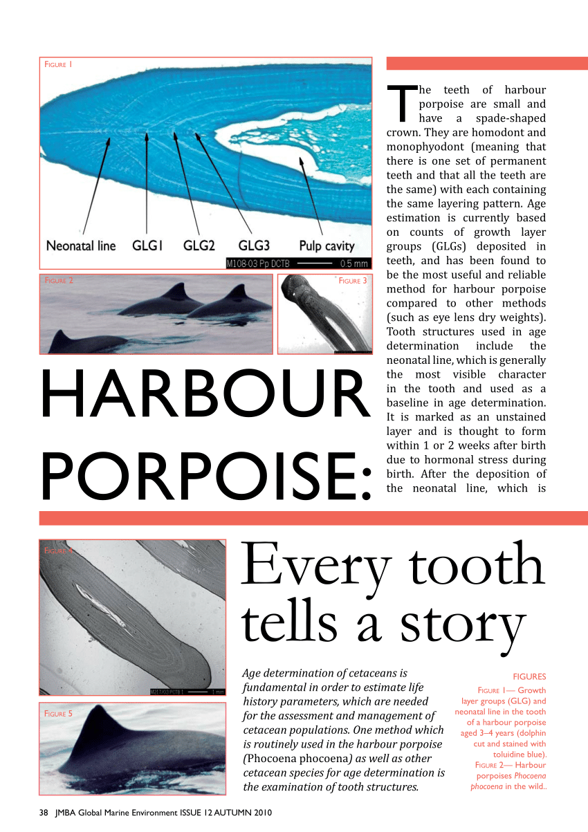 harbor porpoise teeth