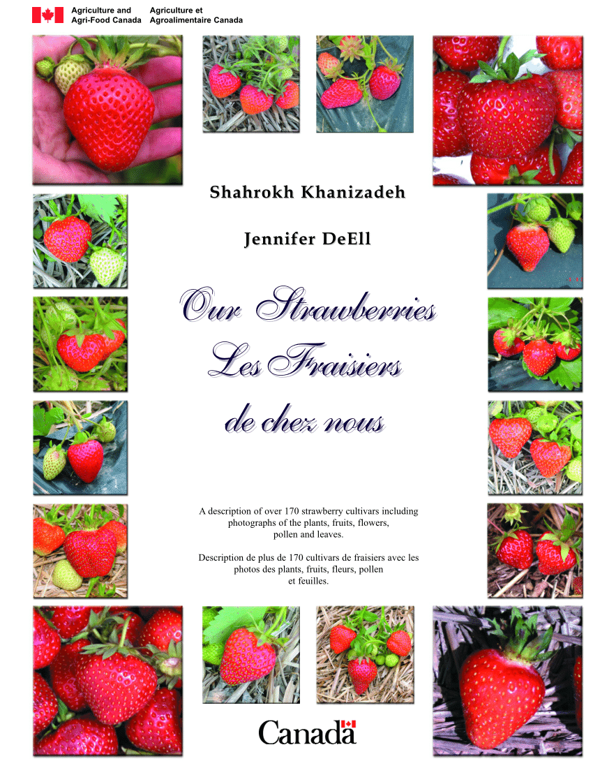 Fraisier à grosses fraises Fragaria ananassa 'Korona'