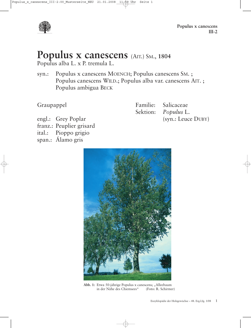 Populus Tremuloides Zonen 1-6, 500 Zitterpappel-Baumsamen schnell wachsender,
