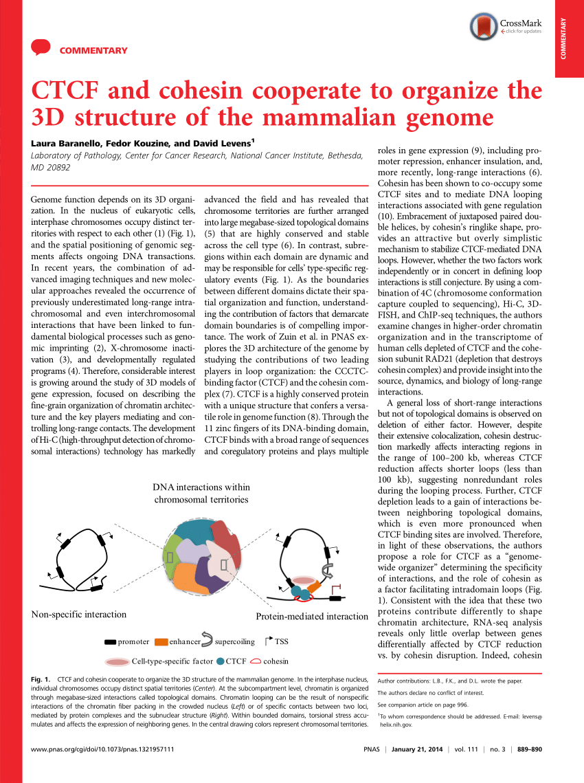 Pdf Ctcf And Cohesin Cooperate To Organize The 3d Structure Of The Mammalian Genome 6682