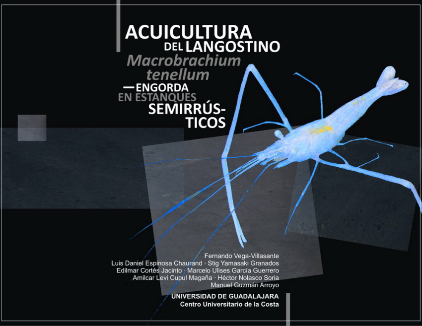 PDF) Acuicultura del langostino Macrobrachium tenellum: engorda en