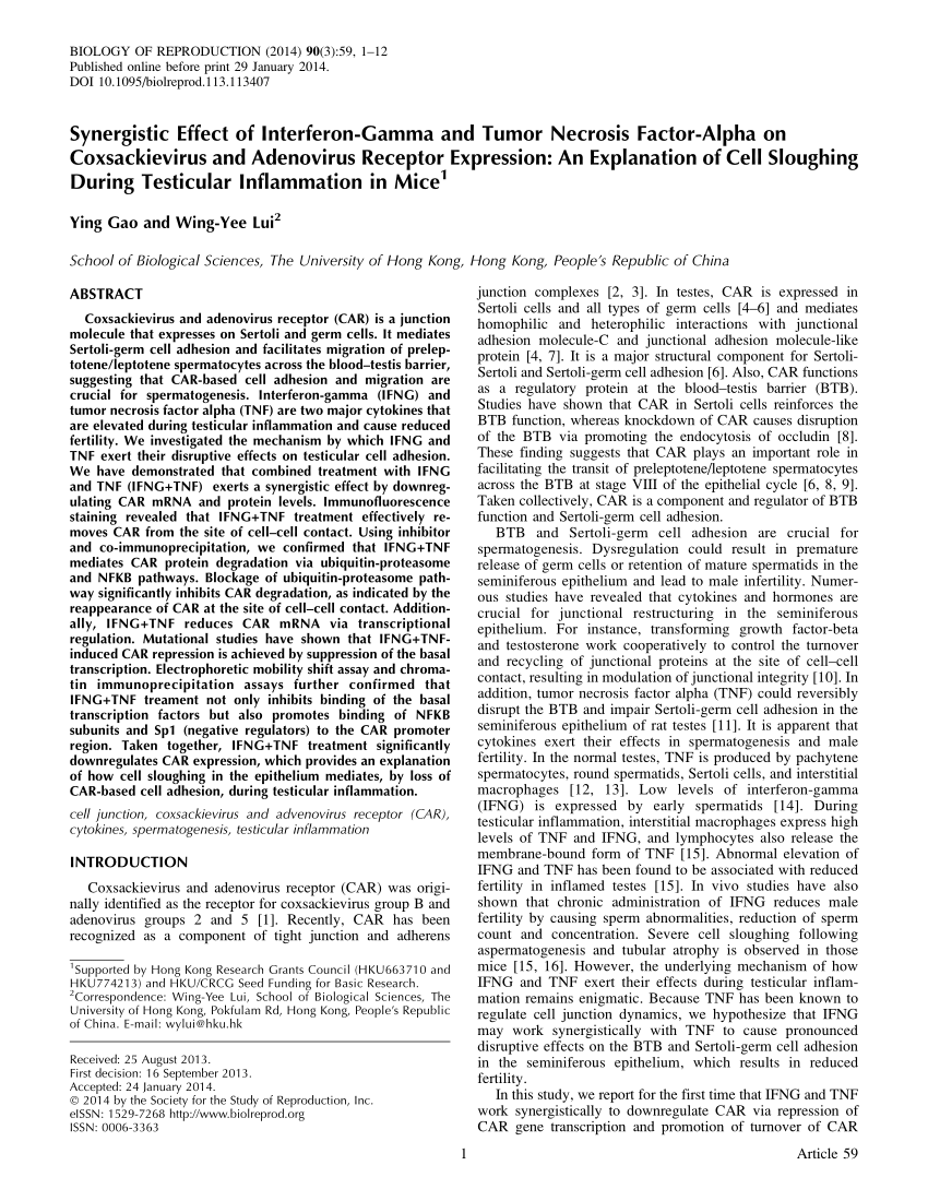 Synergistic Effect of Tumor Necrosis Factor-Alpha and 