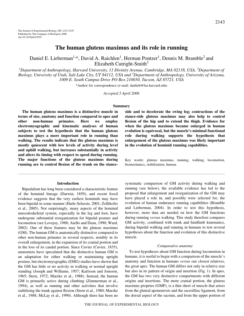 Comparison of gluteus maximus anatomy in Pan troglodytes (A,B) and Homo