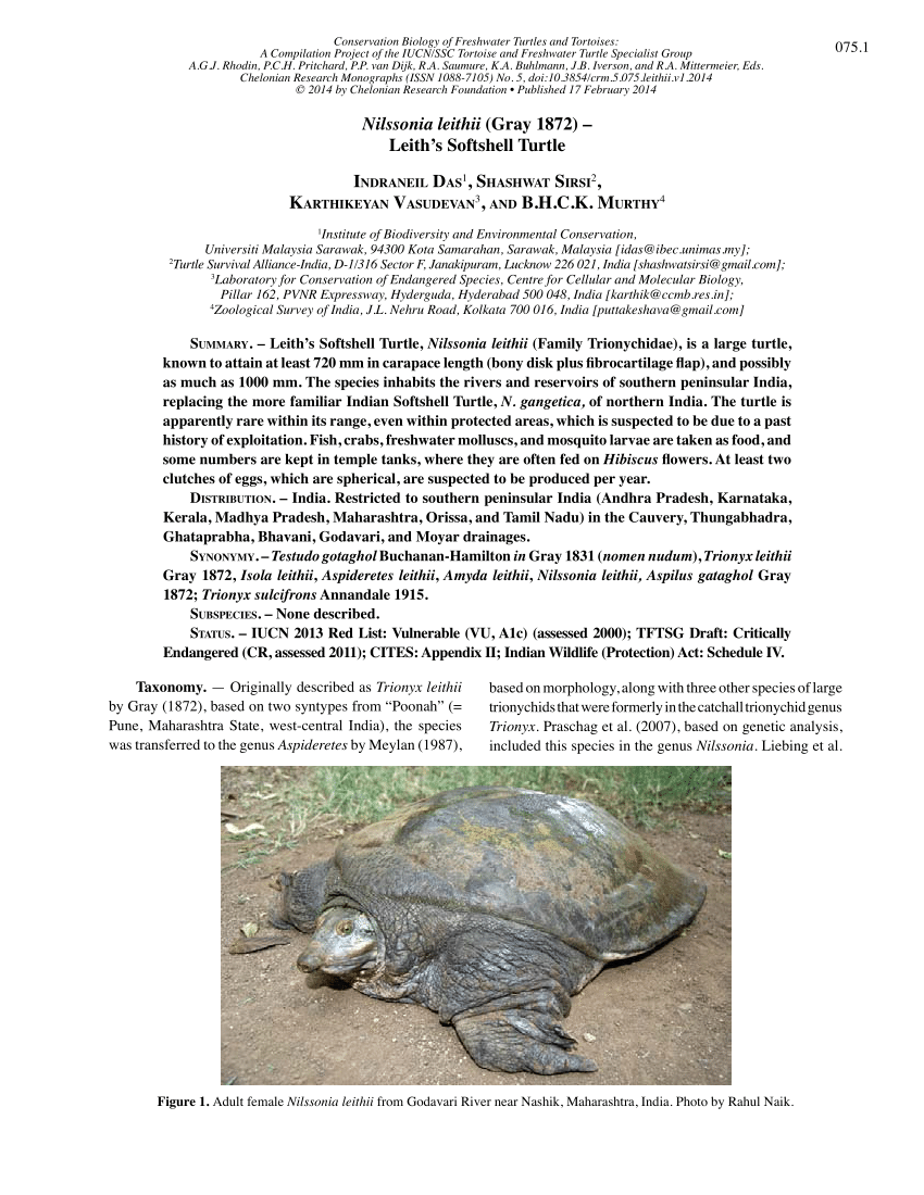 Pdf Nilssonia Leithii Gray 1872 Leiths Softshell Turtle 