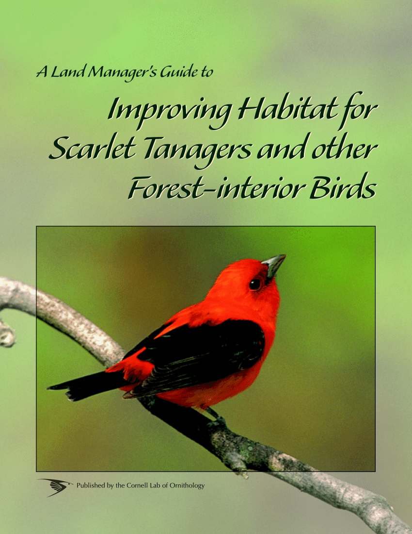 Focus on the Scarlet Tanager - Pennsylvania eBird