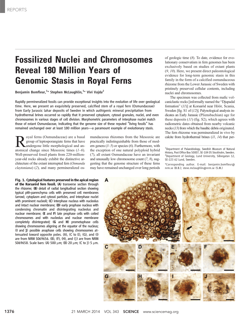 Pdf Fossilized Nuclei And Chromosomes Reveal 180 Million Years Of Genomic Stasis In Royal Ferns