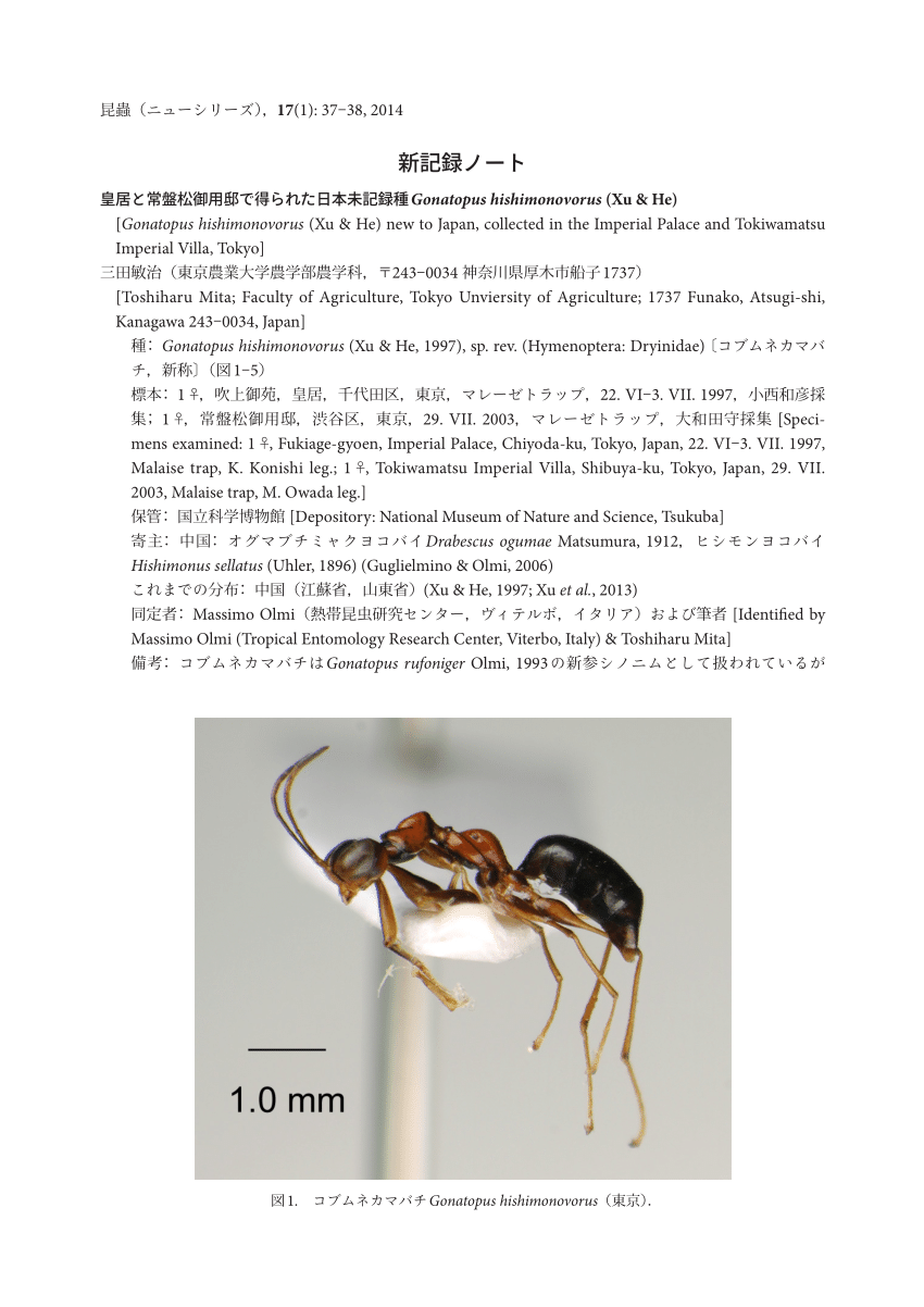 PDF) Gonatopus hishimonovorus (Xu u0026 He) new to Japan