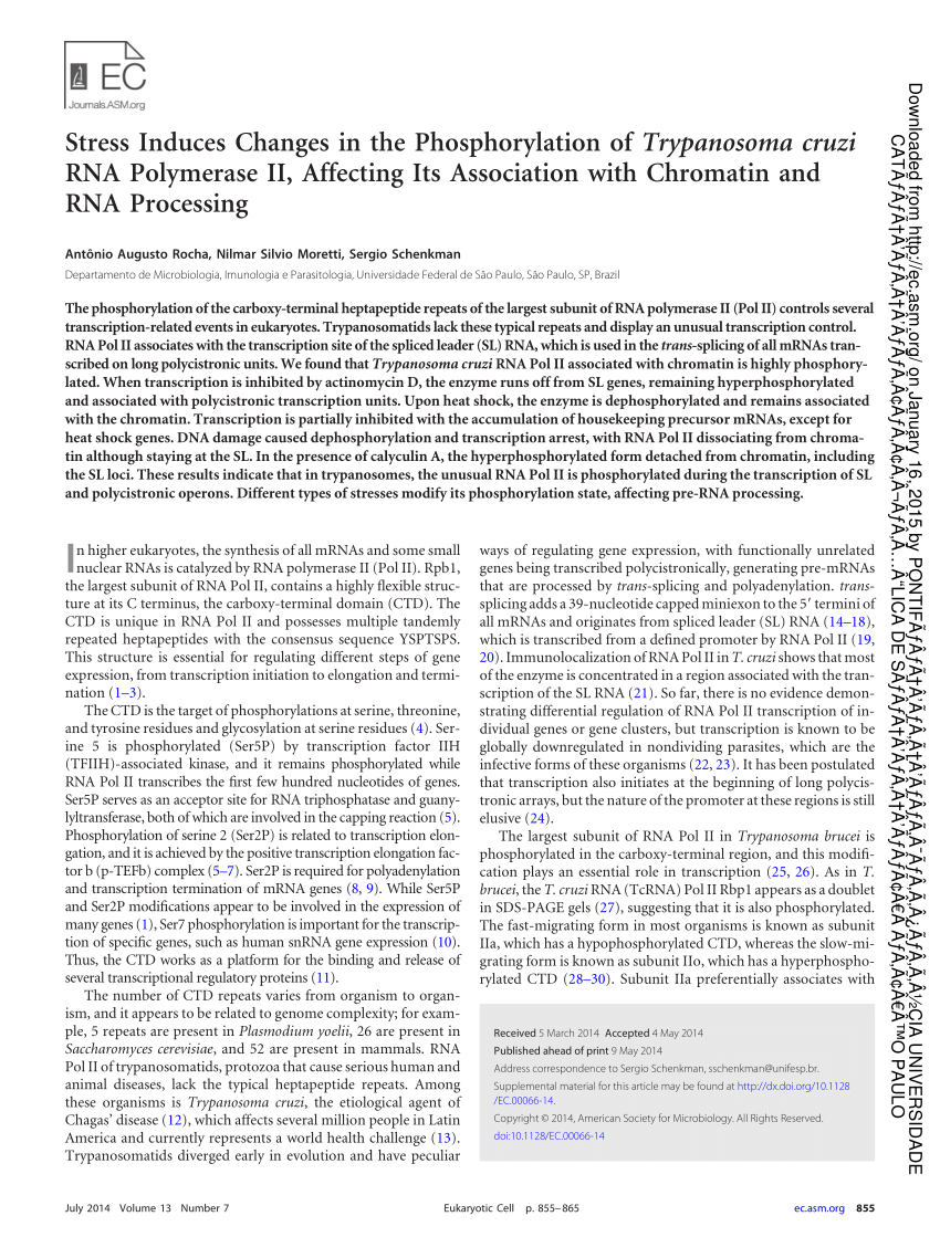 Pdf Stress Induces Changes In The Phosphorylation Of Trypanosoma Cruzi Rna Polymerase Ii Affecting Its Association With Chromatin And Rna Processing