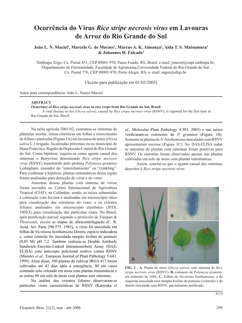 Pdf Ocurrence Of Rice Stripe Necrosis Virus In Rice Crops From Rio Grande Do Sul Brazil