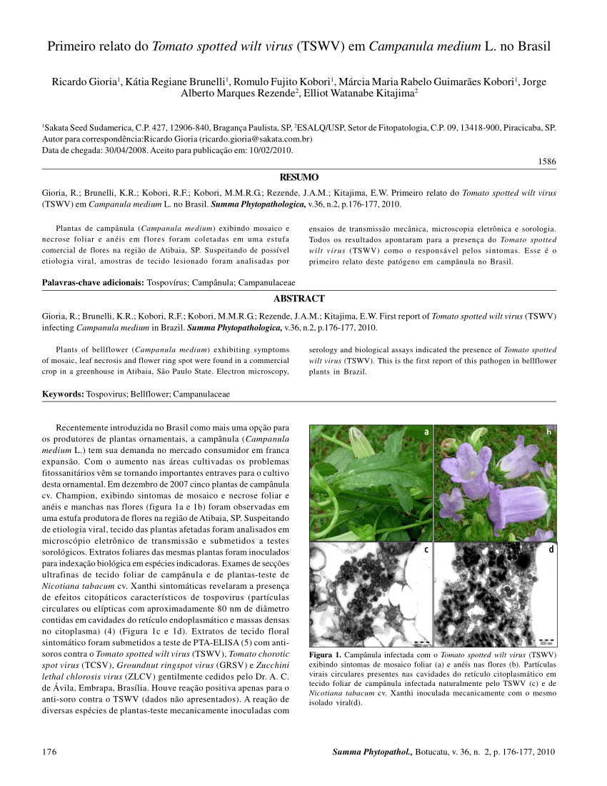 Pdf First Report Of Tomato Spotted Wilt Virus Tswv Infecting Campanula Medium In Brazil
